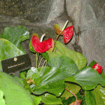 Anthurium Anthurium