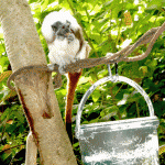 Cotton-top Tamarin Monkey