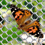 Painted Lady Butterfly Painted Lady Butterfly