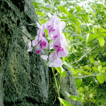 Phalaenopsis Orchid Phalaenopsis Orchid