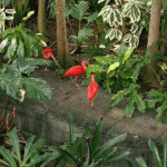Scarlet Ibises Scarlet Ibises