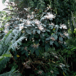 Shooting Stars Clerodendrum Shooting Stars Clerodendrum