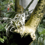Tillandsia Tillandsia