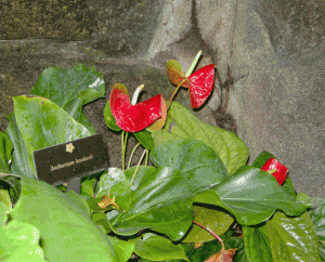 Anthurium