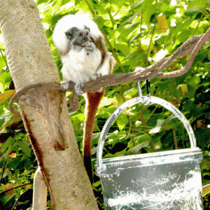 Cotton-top Tamarin Monkey