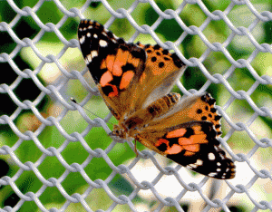 Painted Lady Butterfly