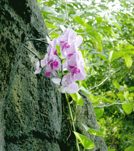 Phalaenopsis Orchid