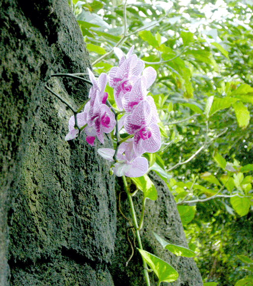 Phalaenopsis Orchid