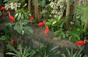 Scarlet Ibises