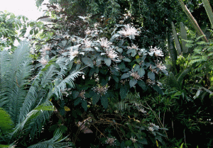 Shooting Stars Clerodendrum