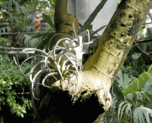 Tillandsia