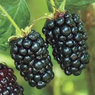 Top Fruits for Zone 9