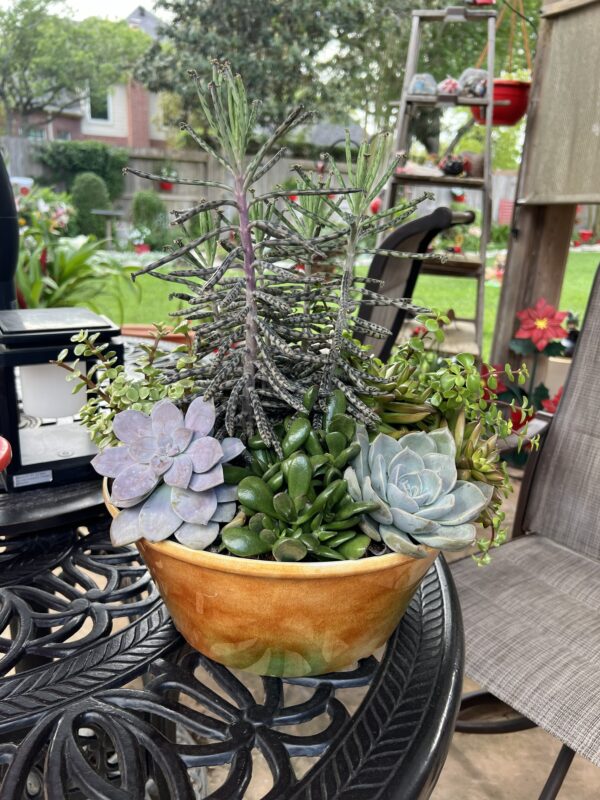 Announcing the raffle winner’s from the GBTB Plant Sale 4/1/2026