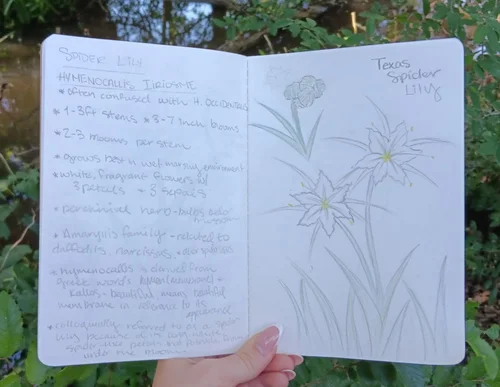 5/23/2026 Armand Bayou – Nature Journaling
