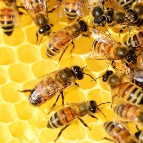 Workshop: Beekeeping 101 – Texas A&M AgriLife