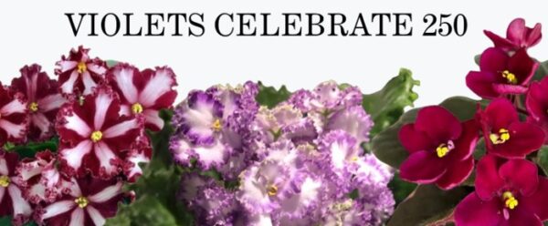 8/29/2026 – African Violet Show & Sale