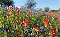 April 6 – 8, 2027 – SAVE THE DATE: TGC Spring Convention. The flower show judges of TGC, Inc. present “Wonders and Wildflowers Across Texas”