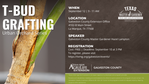 Urban Orchard Series – T-Bud Grafting