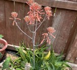 Aloe maculata, Soap Aloe