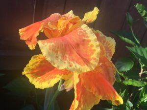 Canna, Yellow and Orange / Canna X Generalis