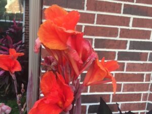 Canna, Burgundy Leaves with Red Flowers / Canna X Generalis