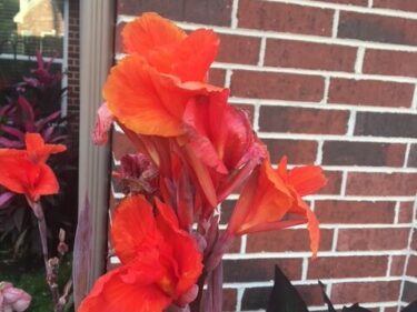 Canna, Burgundy Leaves with Red Flowers  /  Canna X Generalis