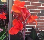 Canna, Burgundy Leaves with Red Flowers, Canna x generalis