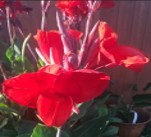 Canna, Red, Canna x generalis