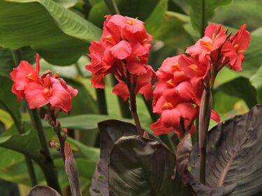 Canna, Red  /  Canna X Generalis