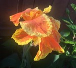 Canna, Yellow and Orange, Canna x generalis