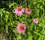 Coneflower, Pink, Echinacea purpurea