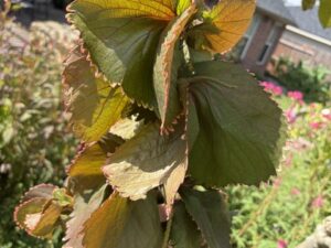 Copperleaf, Fire Dragon / Acalypha Wilkesiana