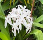 Crinum, White Spider Lily, Crinum americanum