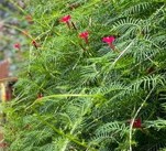 Cypress Vine, Convolvuoaceae Ipomoea quamoclit