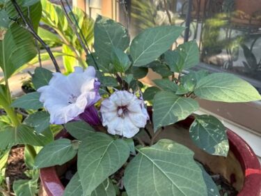 Devil’s Trumpet  /  Datura Wrightii