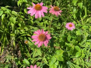 Coneflower, Pink / Echinacea Purpurea