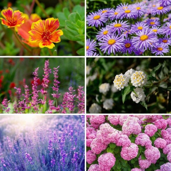 50 Drought-Tolerant Plants You’ll Hardly Ever Have to Water