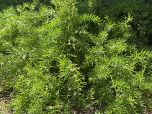 Fern Asparagus / Asparagus Densiflorus Sprengeri