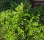 Fern Asparagus - Asparagus Densiflorus Sprengeri