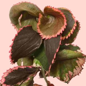 Copperleaf, Fire Dragon, Acalypha wilkesiana