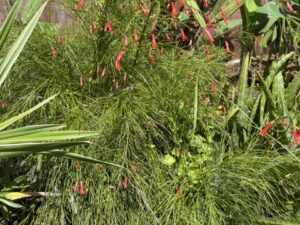 Firecracker Plant / Russelia Equisetiformis