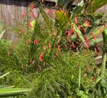 Firecracker Plant - Russelia equisetiformis