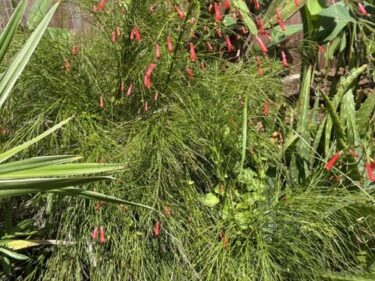 Firecracker Plant  /  Russelia Equisetiformis