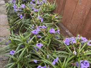 Mexican Petunia  /  Dwarf Ruellia Brittoniana