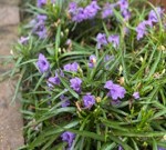 Mexican Petunia, Dwarf Ruellia brittoniana