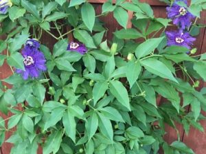 Passion Vine  /  Maypop Passiflora Incarnata
