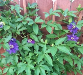 Passion Vine, Maypop Passiflora incarnata