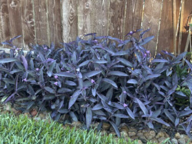 Purple Heart  /  Tradescantia Pallida ‘Purpurea’