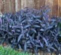 Purple Heart Tradescantia pallida ‘Purpurea’