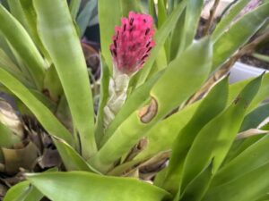Quesnelia Bromeliad